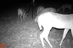 By The pond Trail Camera