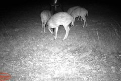 Trail Camera[MP:07]