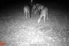 Trail Camera[MP:07]