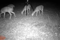 Trail Camera[MP:07]