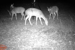 Trail Camera[MP:07]