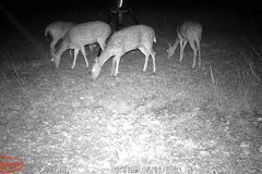 Trail Camera[MP:07]