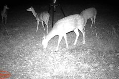 Trail Camera[MP:07]