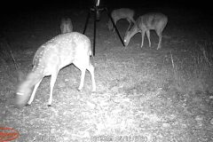 Trail Camera[MP:07]