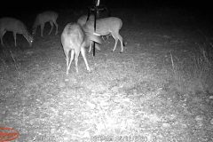 Trail Camera[MP:07]