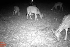 Trail Camera[MP:07]
