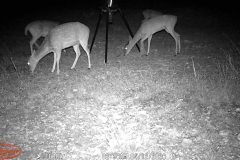 Trail Camera[MP:07]