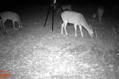 Trail Camera[MP:07]
