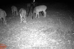 Trail Camera[MP:07]