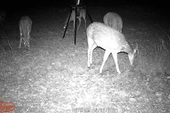 Trail Camera[MP:07]