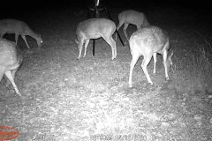 Trail Camera[MP:07]