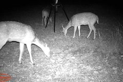 Trail Camera[MP:07]