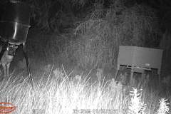 Trail Camera[MP:07]