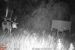 Trail Camera[MP:07]