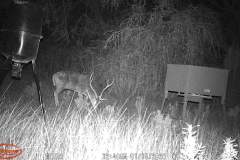 Trail Camera[MP:07]